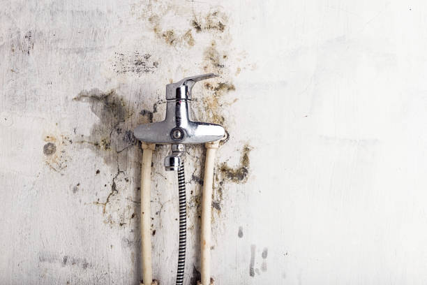 Best Mold Remediation  in Georgetown, SC
