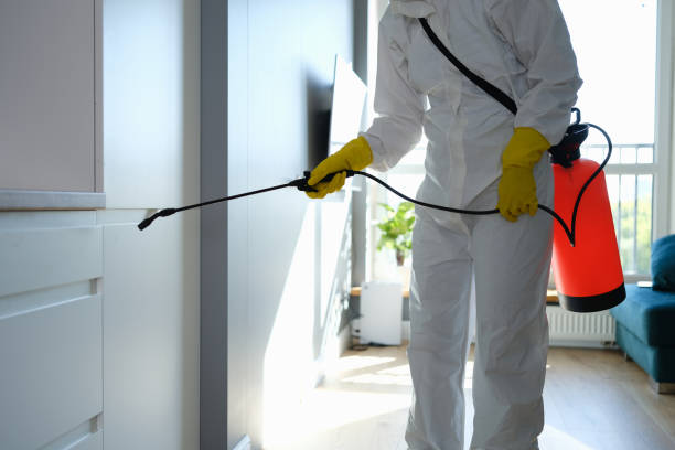 Best Affordable Mold Removal  in Georgetown, SC