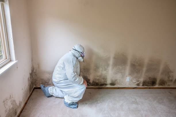 Best Attic Mold Removal  in Georgetown, SC