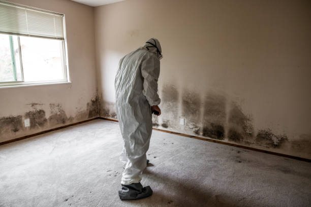 Best Black Mold Removal  in Georgetown, SC