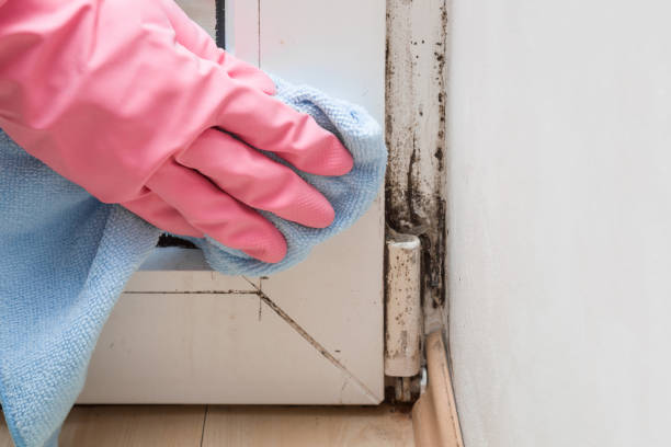 Best Mold Remediation Services  in Georgetown, SC